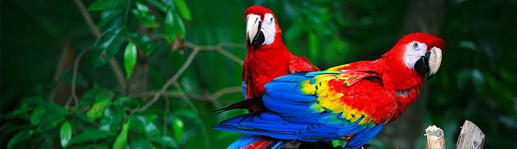 scarlet macaws