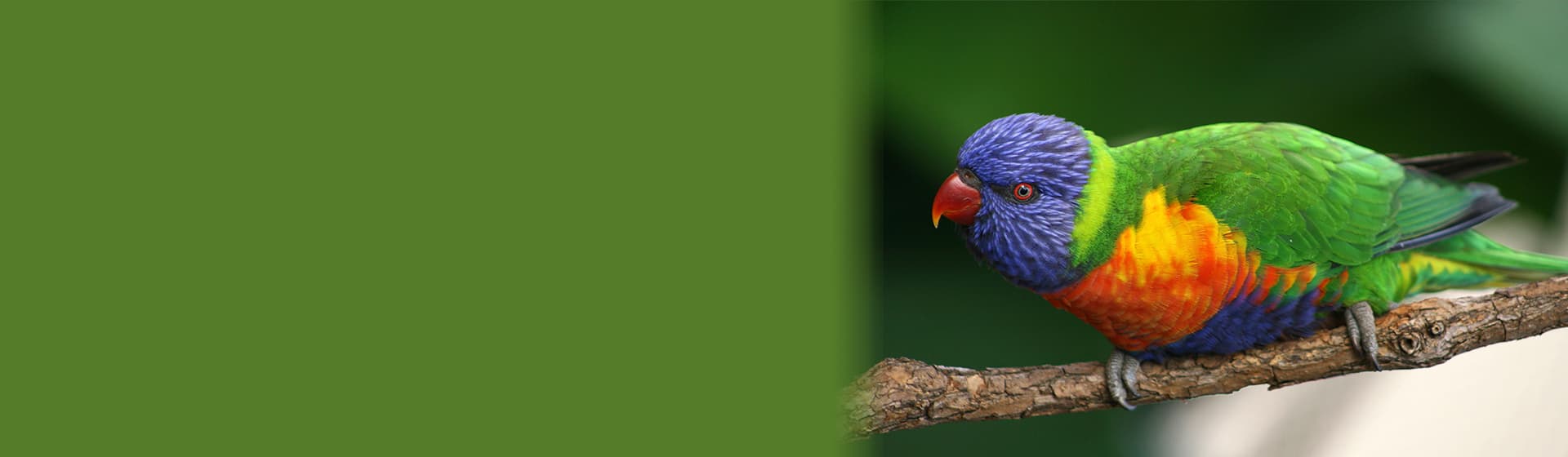 lorikeet-banner