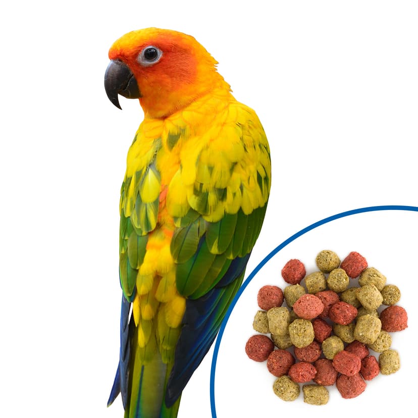 Conure with Scenic Paradise Food