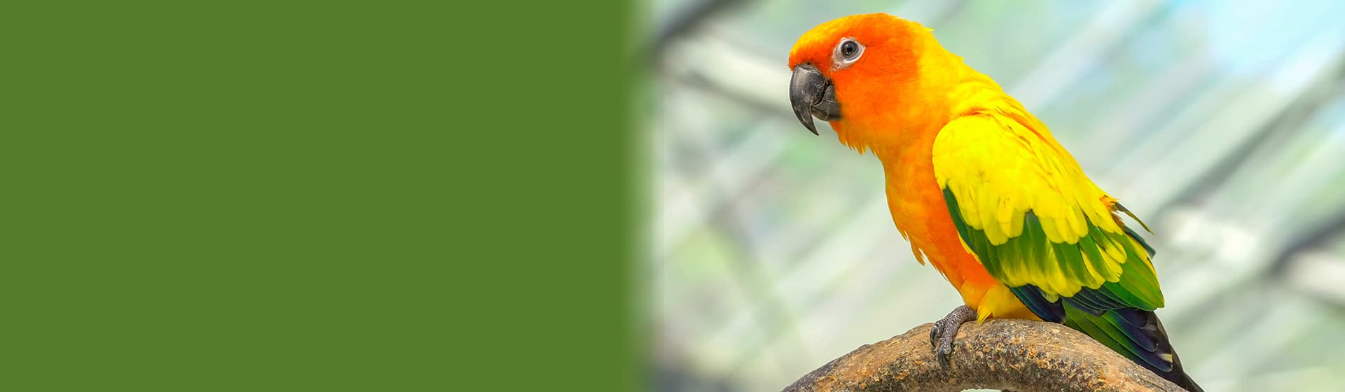 sun conure banner